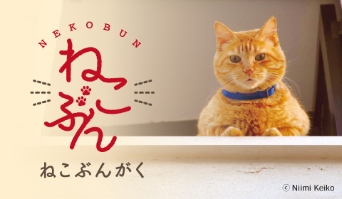 必読書！江戸川乱歩賞を受賞の名作、『猫は知っていた』の魅力
